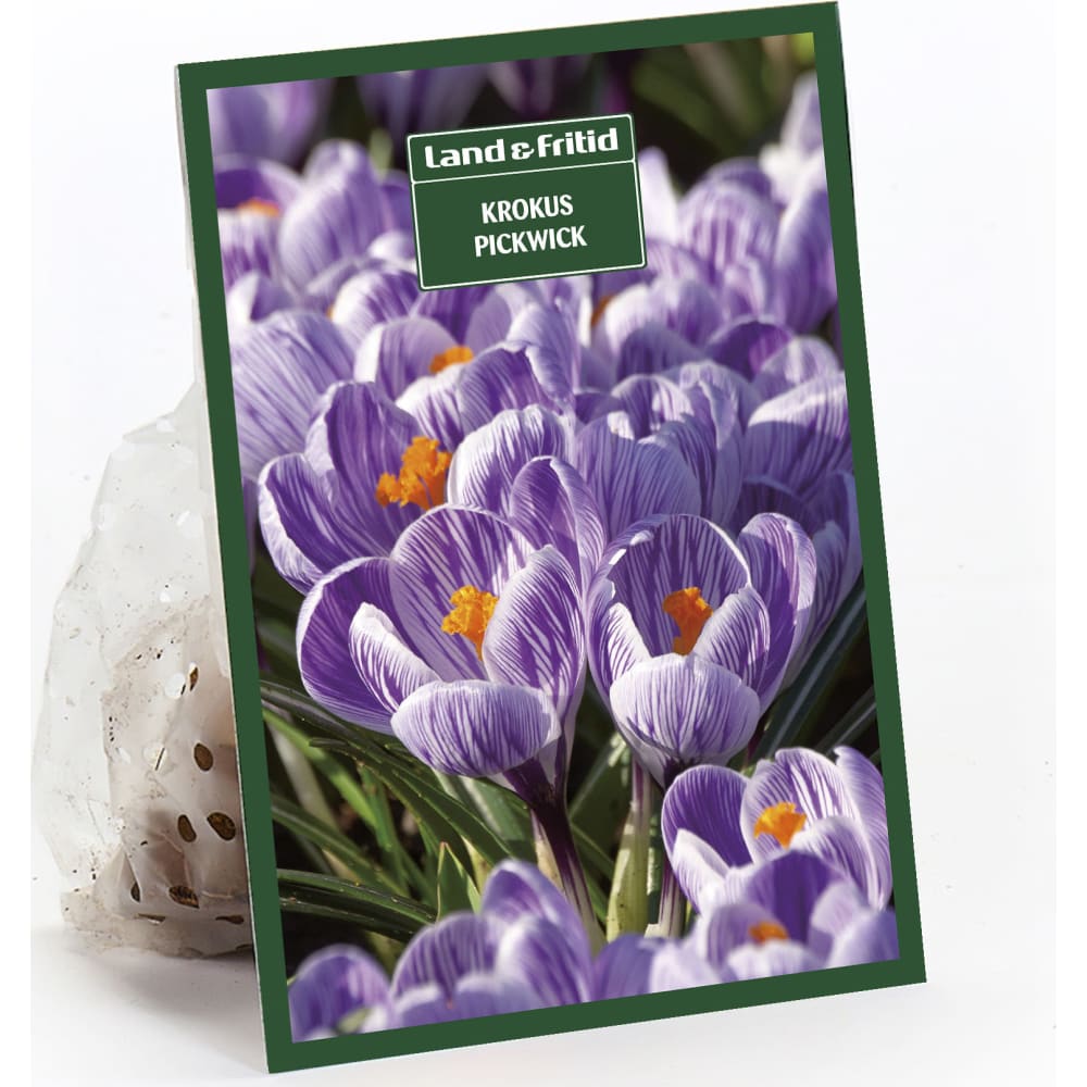 Blomsterløg efterår Krokus Pickwick