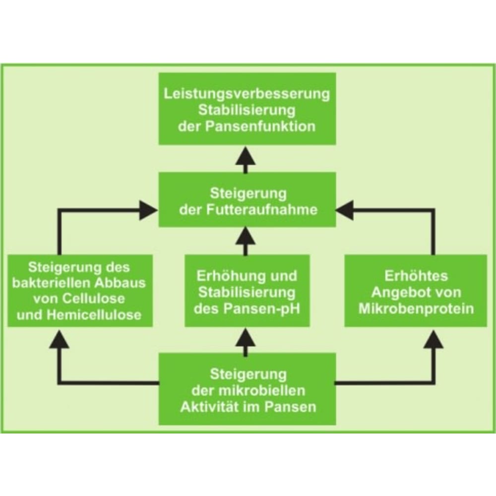 Vilofoss Rinder Mastrinder Mineralfutter Levucell ÖVO Bio Probiotika Pansen PH-Wert