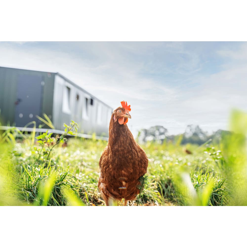 Huhn auf der Wiese