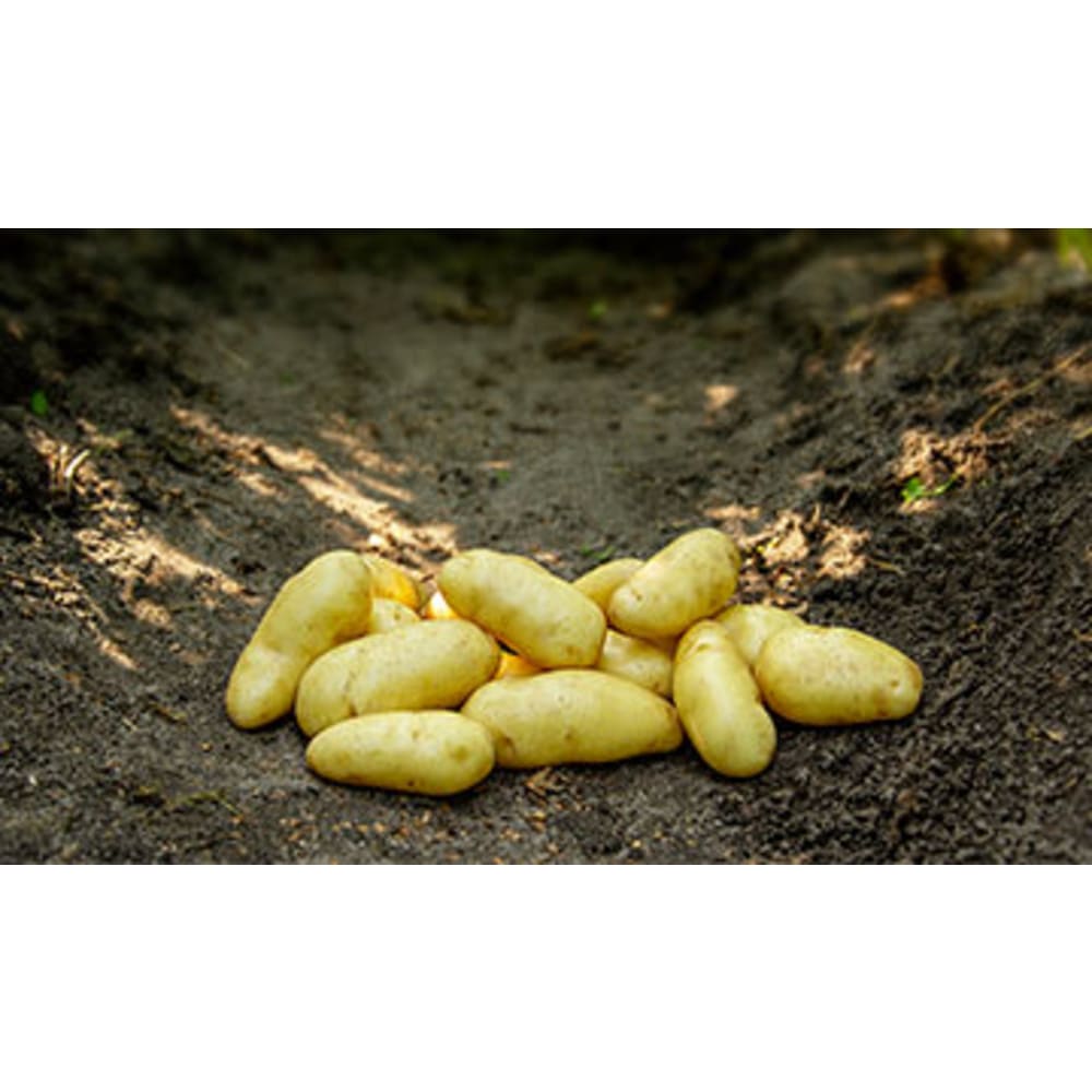 Asparges læggekartofler 2 kg
