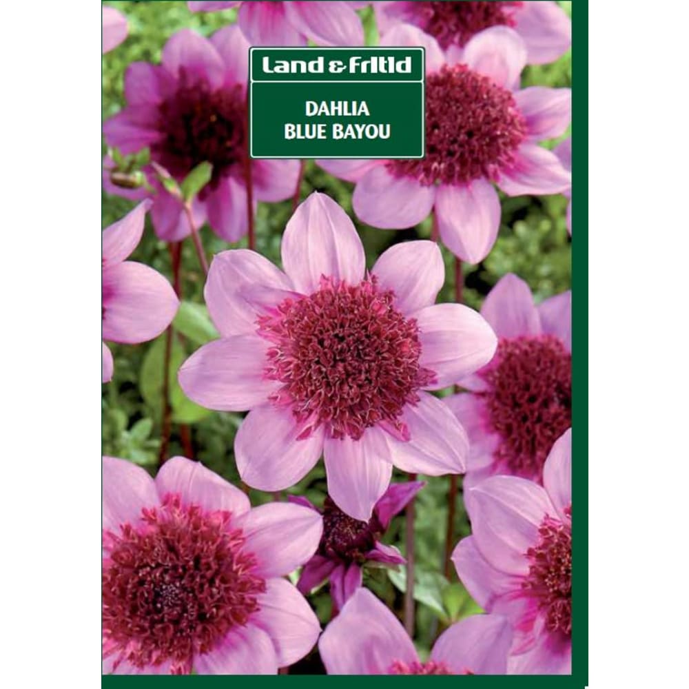 Blomsterløg, DAHLIA Blue Bayou