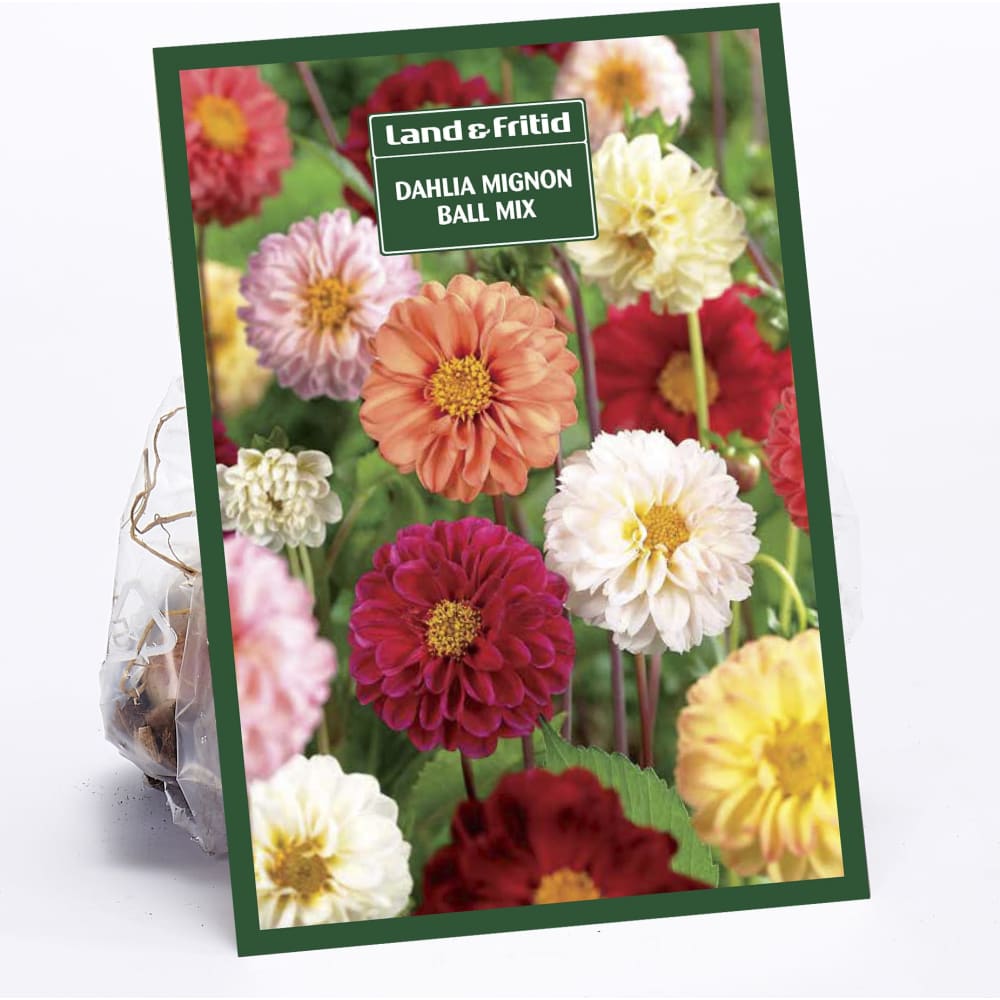 Blomsterløg DAHLIA Mignon Ball Mix