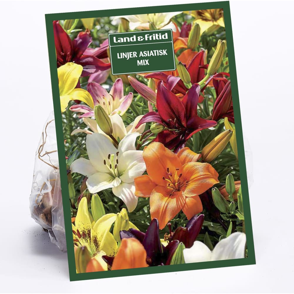 Blomsterløg Liljer Asiatisk Mix