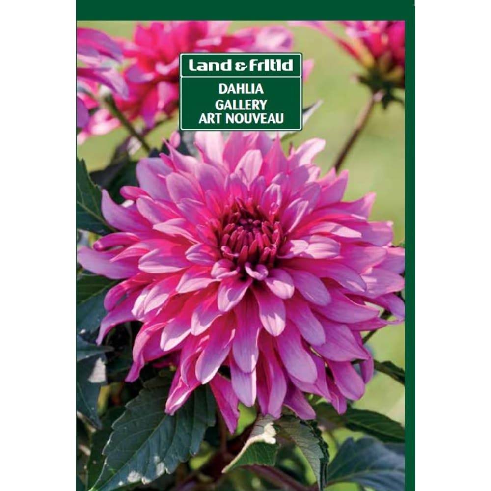 Blomsterløg DAHLIA Gallery Art Nouveau