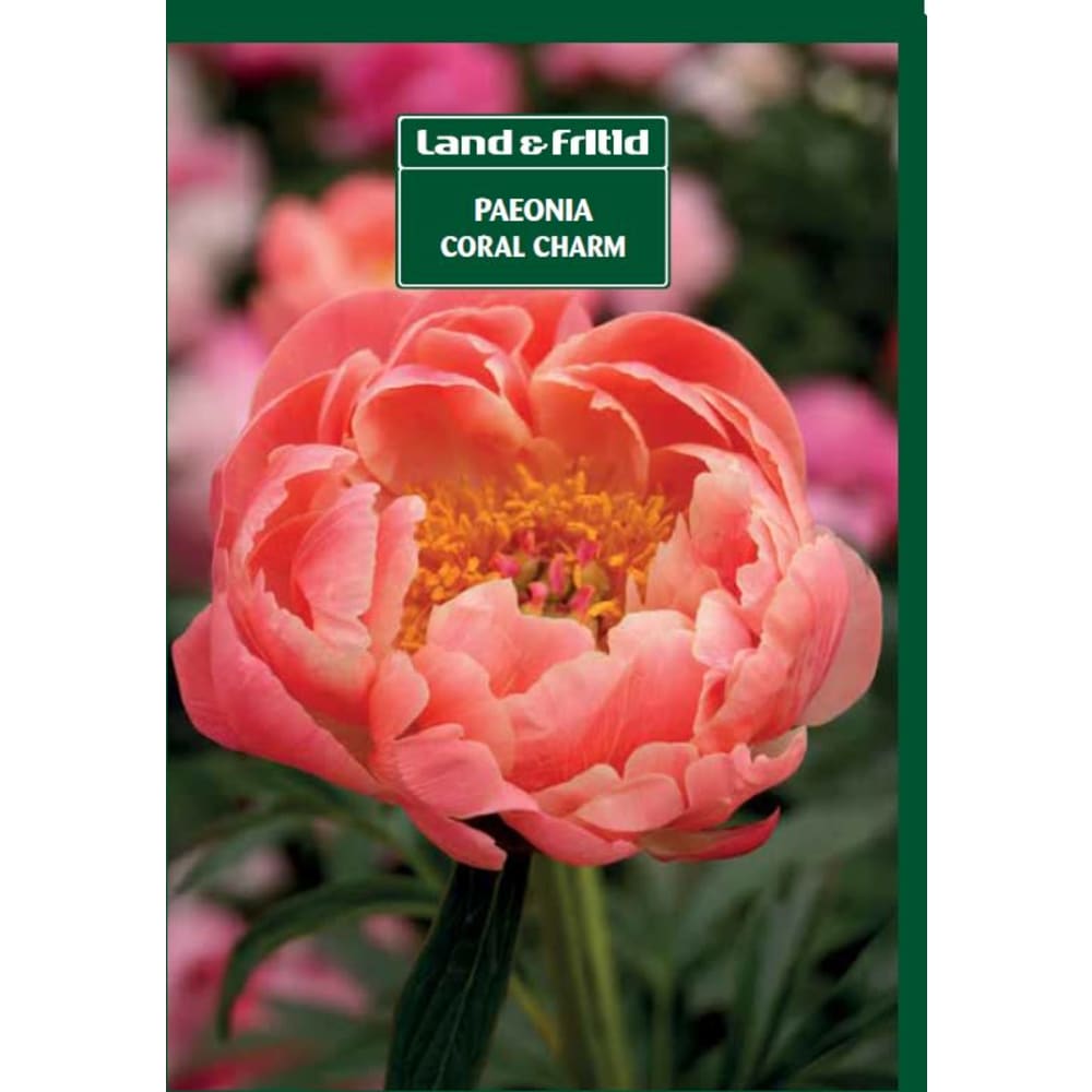 Blomsterløg PAEONIA Coral Charm