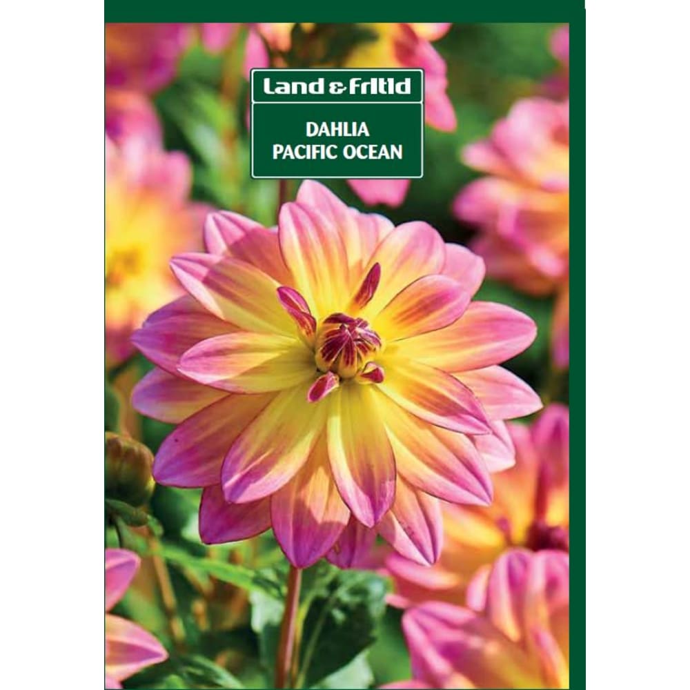 Blomsterløg DAHLIA Pacific Ocean