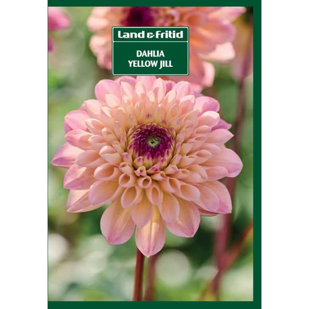 Blomsterløg DAHLIA Yellow Jill