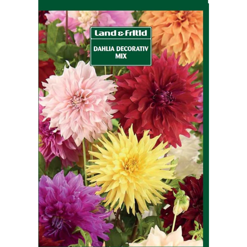 Blomsterløg DAHLIA Decorativ Mix