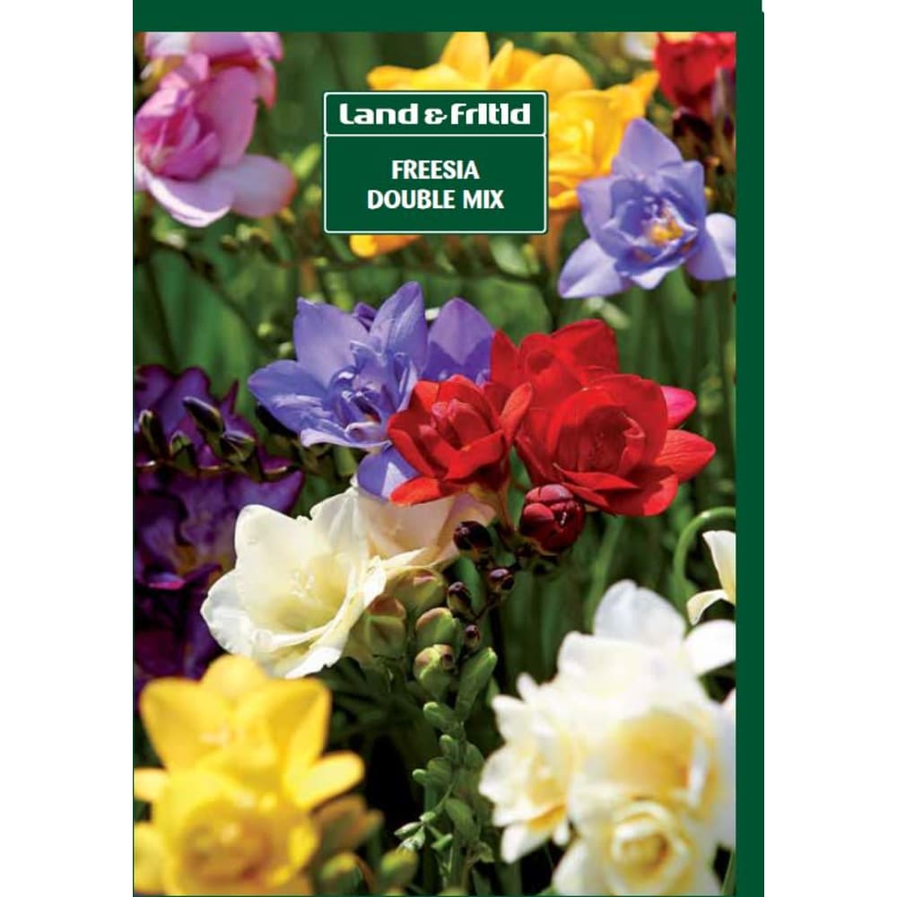 Blomsterløg FREESIA Double Mix