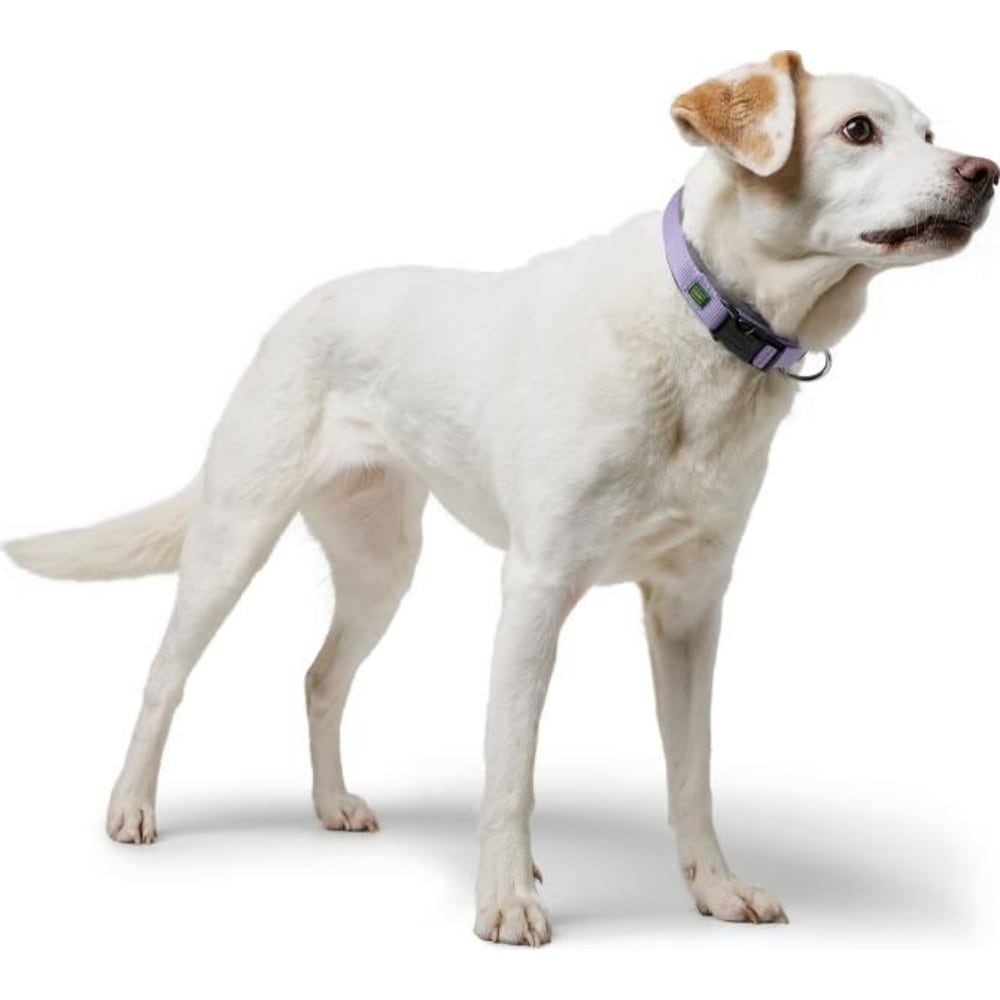 Hunter Neopren Plus hundehalsbånd