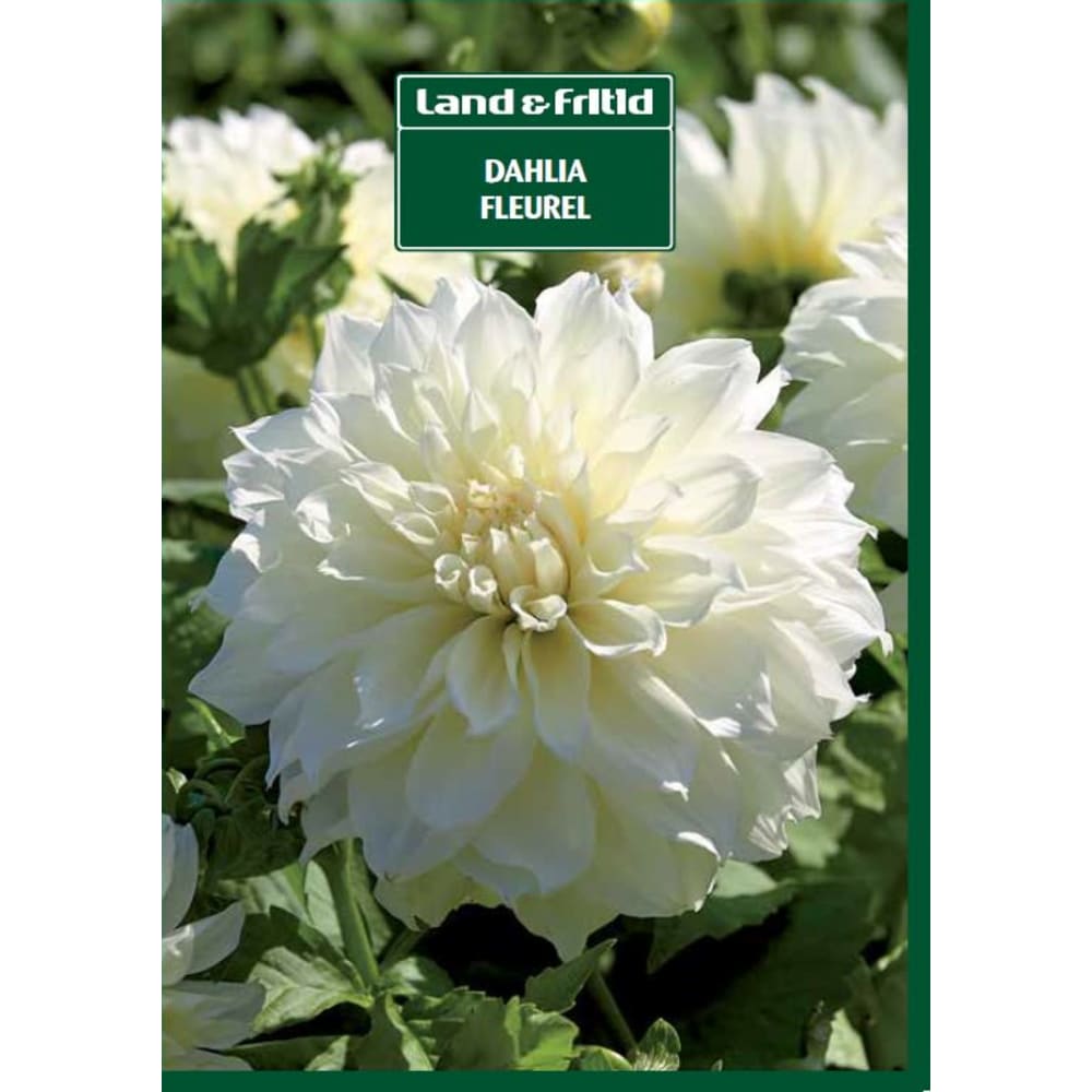 Blomsterløg DAHLIA Fleuril