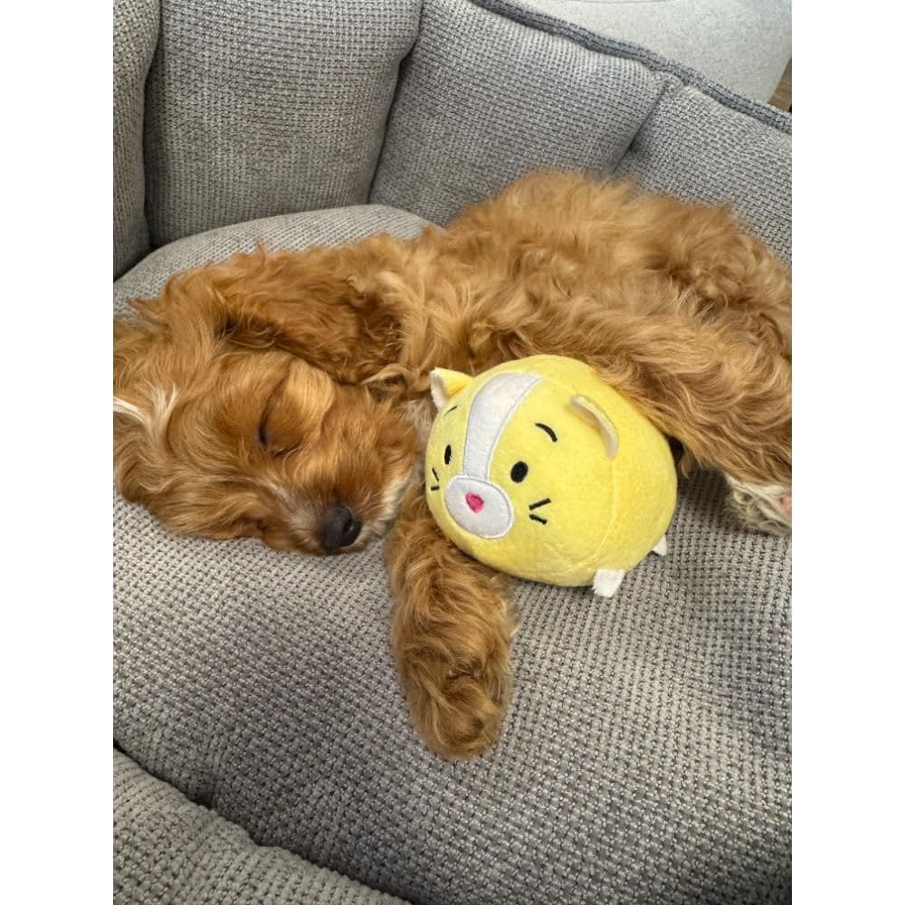 Nordic Paws Legetøj Solpels, 9cm