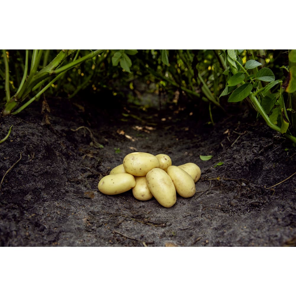 Gwenne læggekartoffel