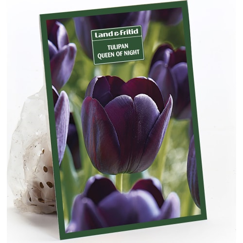 Blomsterløg efterår