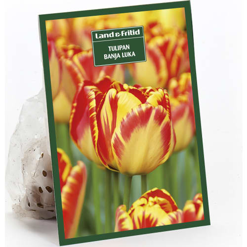 Blomsterløg efterår