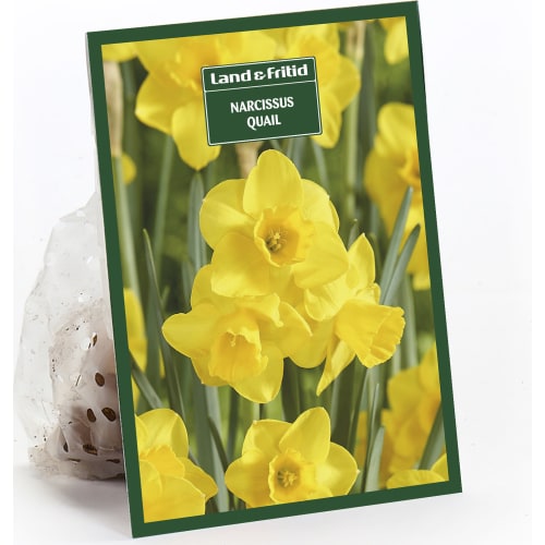 Blomsterløg efterår
