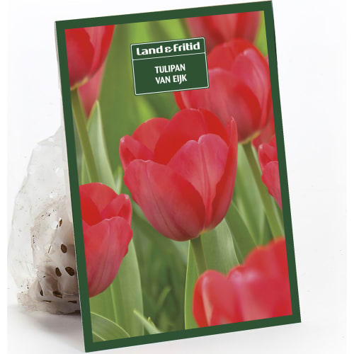 Blomsterløg efterår