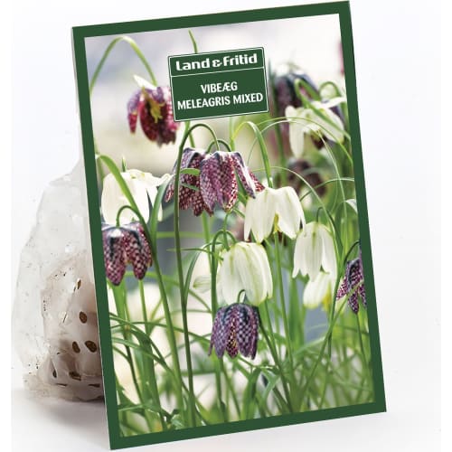 Blomsterløg efterår