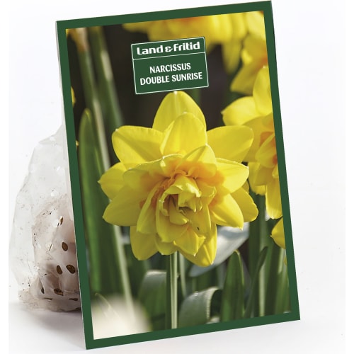 Blomsterløg efterår