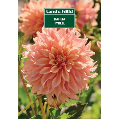 Blomsterløg Dahlia Tyrell