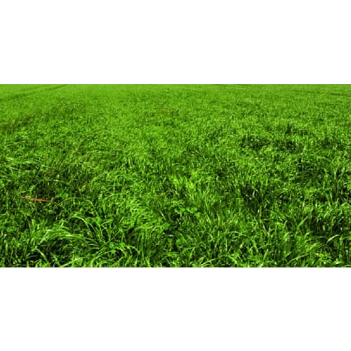 Alm. Rajgræs PLÆNE