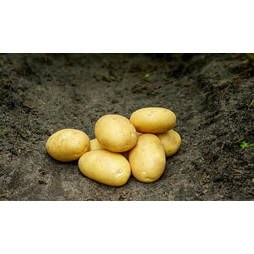 Sava læggekartofler