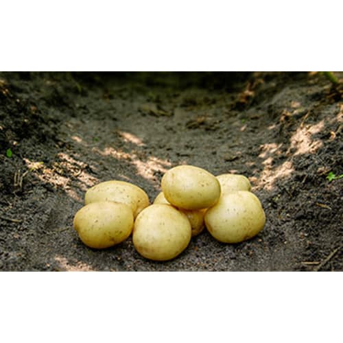 Solist læggekartoffel