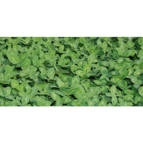 Rødkløver Callisto 2 kg