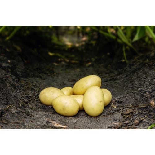 Santera læggekartoffel