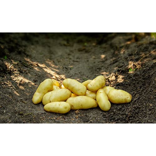 Asparges læggekartofler