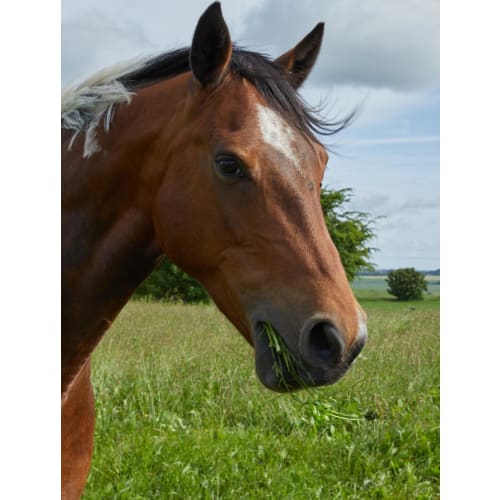 Horsemax Fiber ØKO, 10 kg
