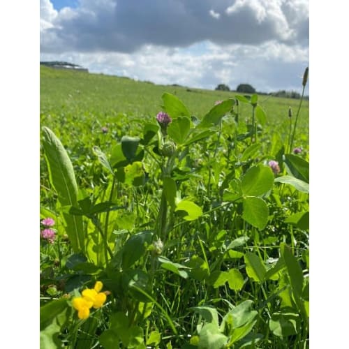 DLF Biodiversitet Max 25 øko, 10 kg