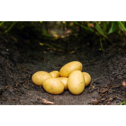 Ally læggekartoffel 10 kg
