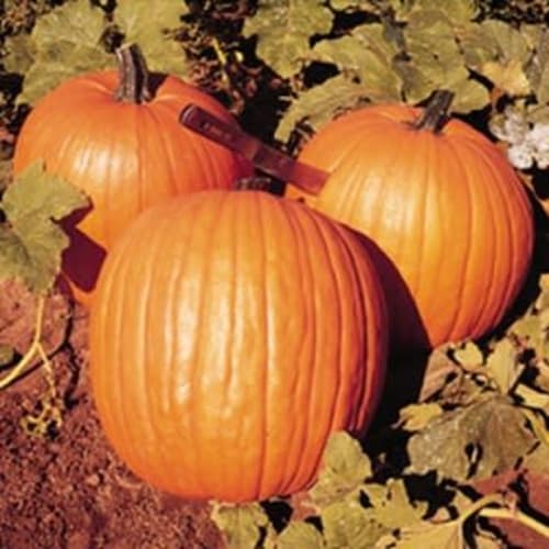 Græskar Howden - Halloween græskar
