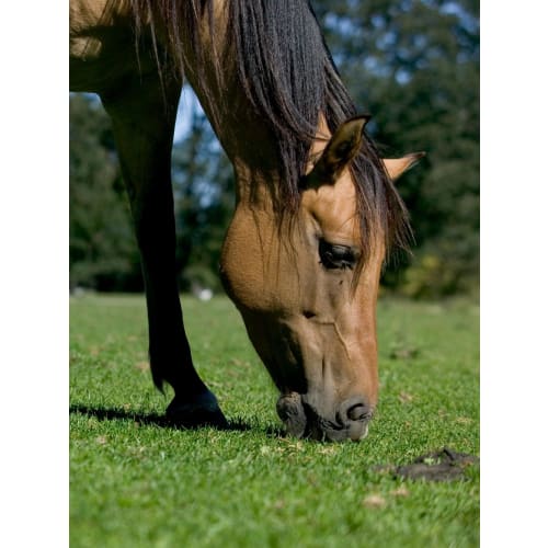 HorseMax Solfaxi, 10 kg