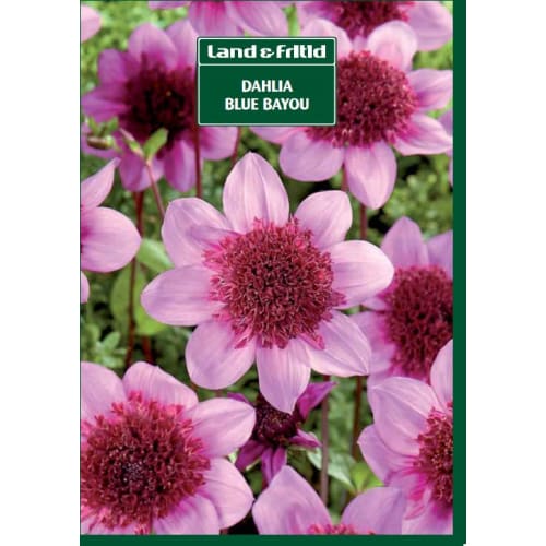 Blomsterløg - DAHLIA Blue Bayou