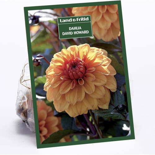Blomsterløg DAHLIA  David Howard