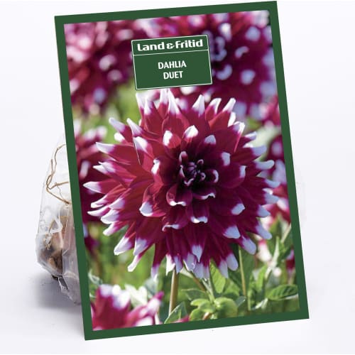 Blomsterløg DAHLIA Duet