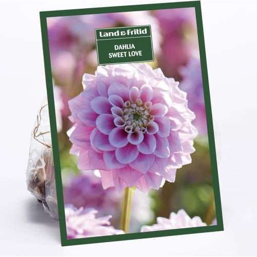 Blomsterløg - DAHLIA Sweet Love