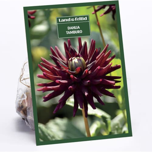 Blomsterløg DAHLIA Tamburo