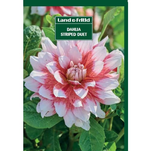 Blomsterløg - DAHLIA Striped Duet
