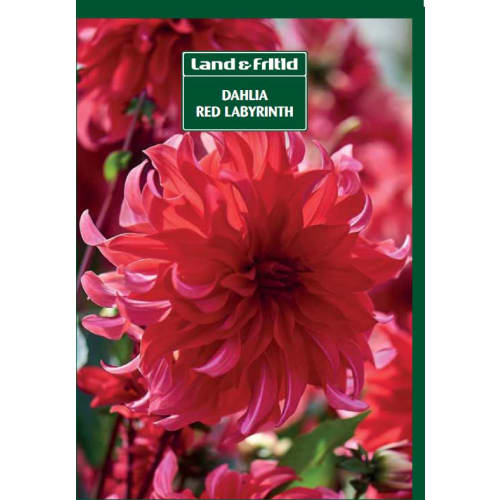 Blomsterløg - DAHLIA Red Labyrinth