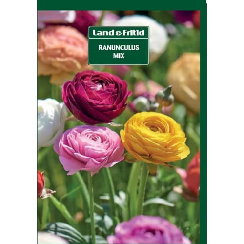 Blomsterløg - Ranunkel-mix