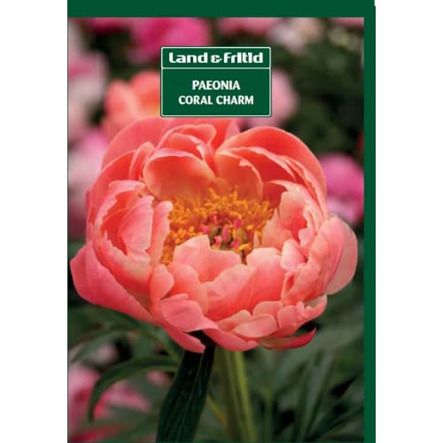 Blomsterløg - PAEONIA Coral Charm