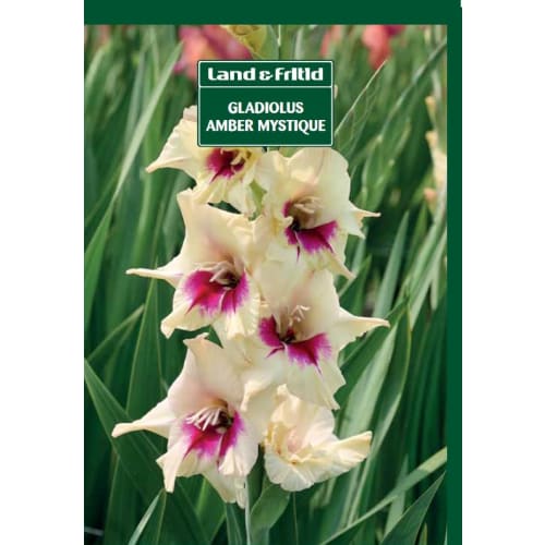 Blomsterløg - GLADIOLUS Amber Mystique