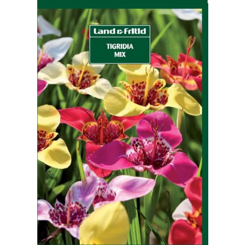 Blomsterløg - TIGRIDIA Mix