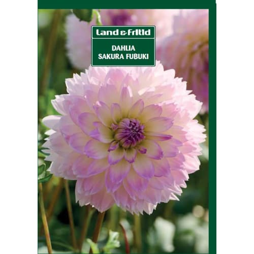 Blomsterløg - DAHLIA Sakura Fubuki