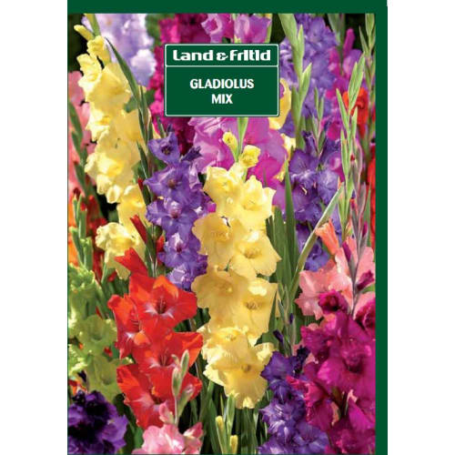 Blomsterløg - GLADIOLUS Mix