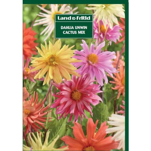Blomsterløg - DAHLIA Unwin Cactus Mix