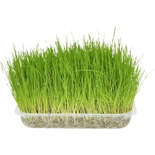 Kattegræs, 100% naturligt